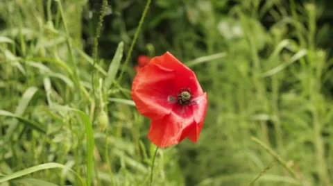 Poppy Flower On The Wind Stock Footage 36690744