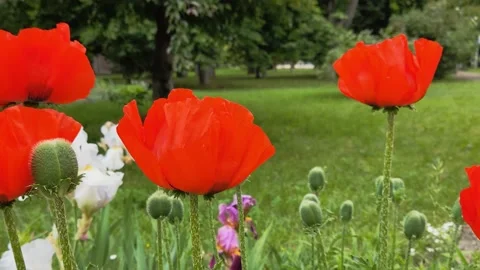 Poppy flower1 Stock Footage 196909267