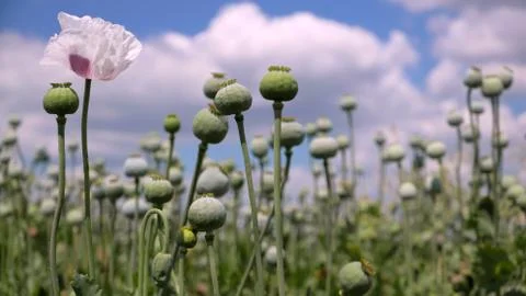 Poppy flowers agianst white clouds Stock Photos