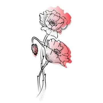 Poppy flowers are only hand-drawn lines and a flower spot. Stock Illustration