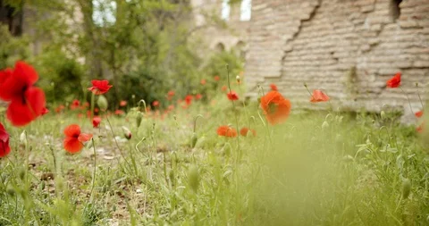 Poppy Flowers with Bee Pollinating Video stock 129790776