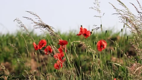 Poppy flowers between grasses in spring  Stock Footage 244233734