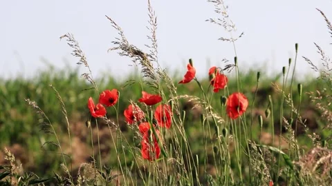 Poppy flowers between grasses in spring  Stock Footage 244288302
