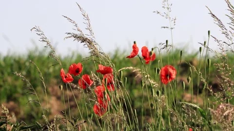 Poppy flowers between grasses in spring  Video stock 244292792