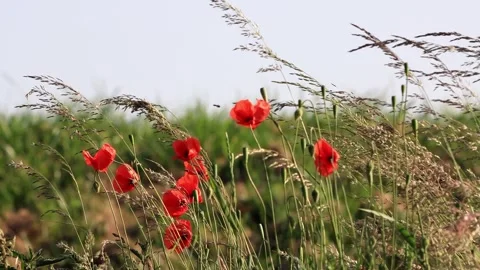 Poppy flowers between grasses in spring  Stock Footage 246273103