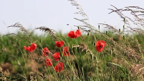Poppy flowers between grasses in spring  Stock Footage 246273261