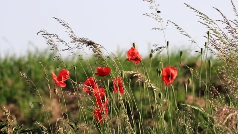 Poppy flowers between grasses in spring  Stock Footage 246294710