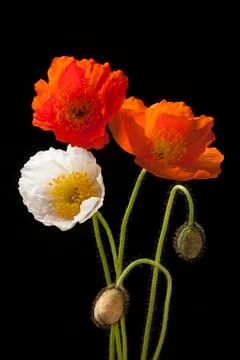 Poppy flowers on black Stock Photos