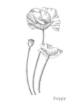 Poppy flowers. Botanical plant illustration. Vintage medicinal herbs sketch set Stock Illustration