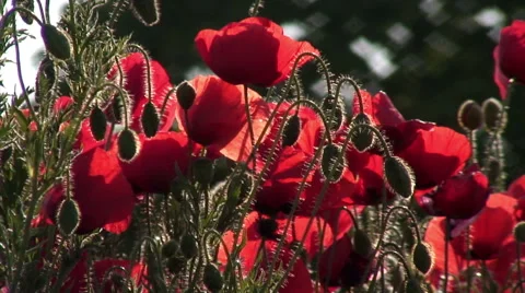 Poppy flowers close-up 動画素材 48830948