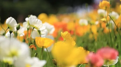Poppy flowers dancing in the wind Video stock 62863174