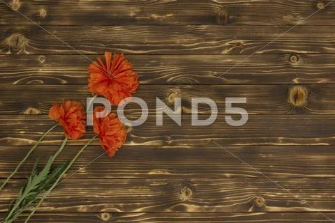 Poppy flowers on a dark wooden background Stock Photos