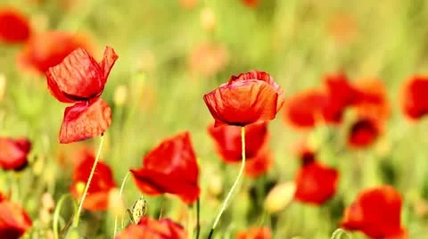 Poppy flowers Stock Footage