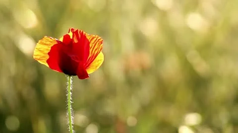 Poppy flowers Stock Footage