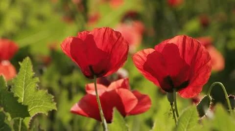 Poppy flowers Stock Footage 12520651
