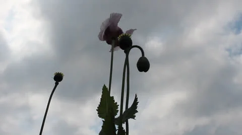 Poppy flowers Stock Footage 25154215