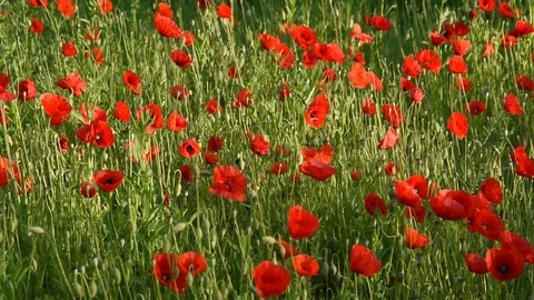 Poppy flowers Stock Footage 76100994