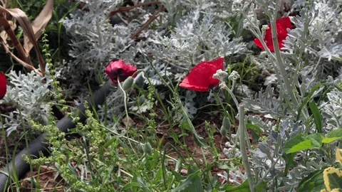 Poppy Flowers Stock Footage 108377086