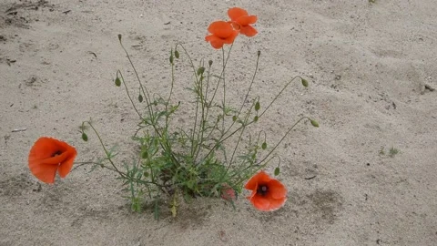 Poppy flowers Stock Footage 132360432