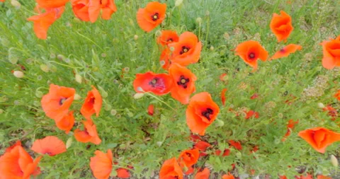 Poppy flowers Stock Footage 144423146