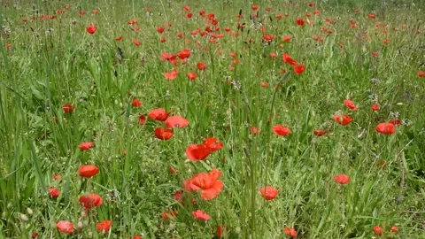 Poppy flowers Stock Footage 154912151