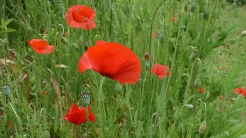 Poppy flowers Stock Footage 155184997
