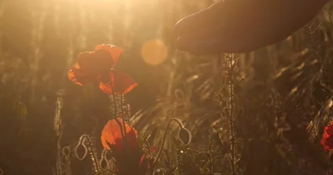 Poppy flowers Stockbeeldmateriaal 197110244