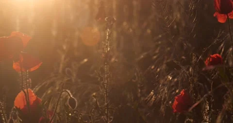 Poppy flowers Stockbeeldmateriaal 197110394