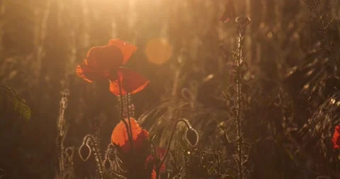 Poppy flowers 스톡 동영상 197110395