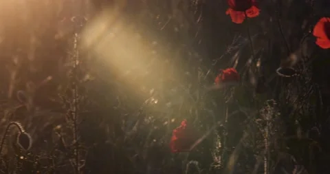 Poppy flowers Stock Footage 197110417