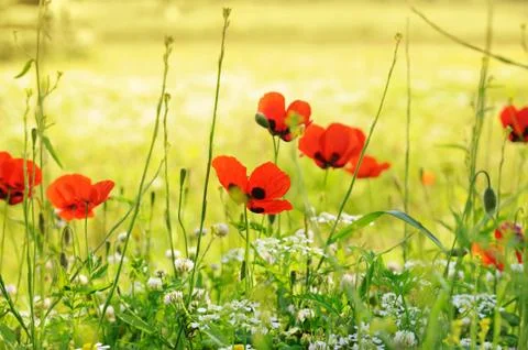 Poppy flowers Stock-Fotos