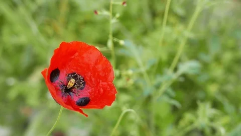Poppy Flowers in The Spring Stock Footage 89115721