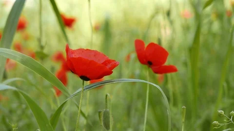 Poppy Flowers in The Spring Stock Footage 89116131