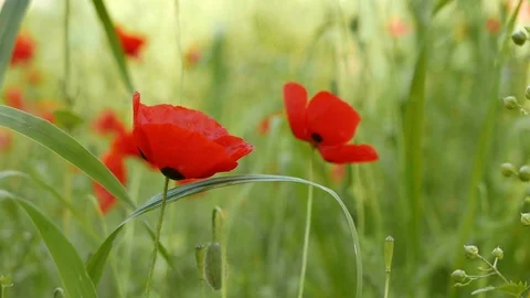 Poppy Flowers in The Spring Stock Footage 89117023