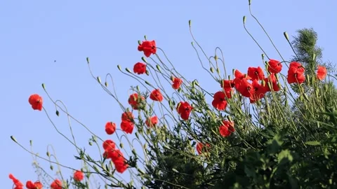 Poppy flowers in spring  Stock Footage 244233855
