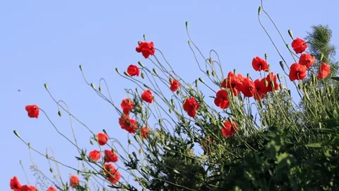 Poppy flowers in spring  Stock Footage 244288443