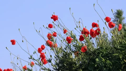 Poppy flowers in spring  Stock Footage 246287106
