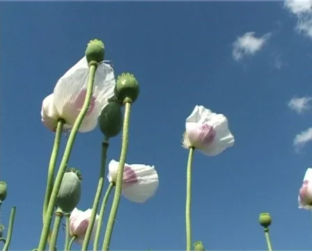 Poppy flowers in the wind Stock Footage 320198