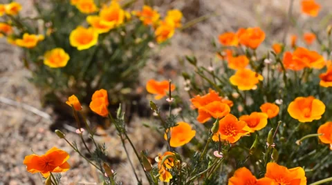 Poppy Flowers in the wind Stock Footage 31475645