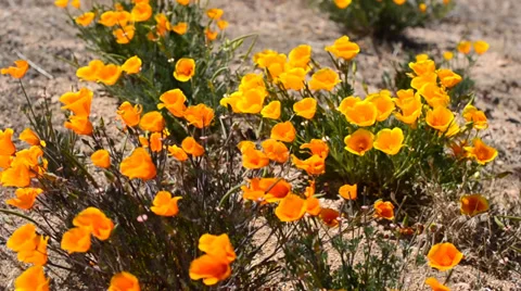 Poppy Flowers in the wind Stock Footage 31479740
