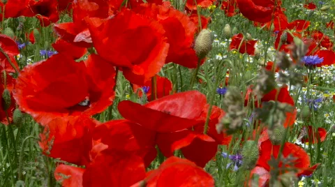 Poppy Stock Footage 513609
