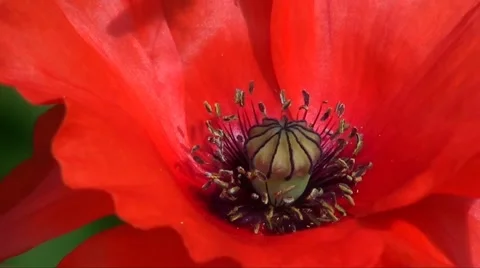 Poppy Stock Footage 1159877