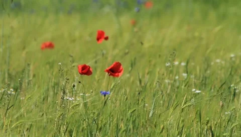 Poppy Stock-Footage 6106955
