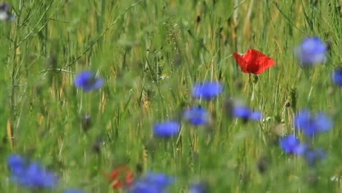 Poppy Stock Footage 6107574