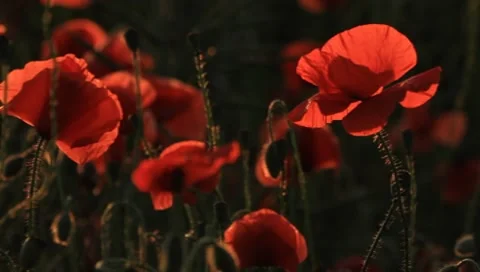 Poppy Stock-Footage 7134282
