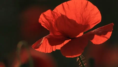 Poppy Stock Footage 7134299