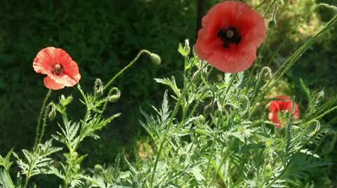 Poppy Stock Footage 10747092