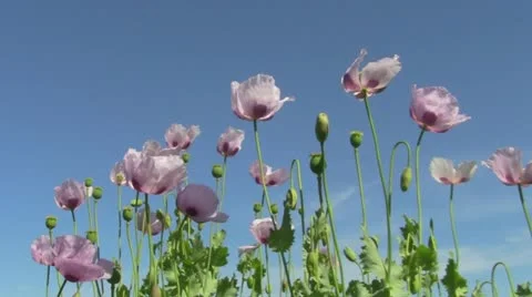 Poppy 動画素材 11427997