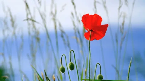 Poppy. Stock Footage 24641641