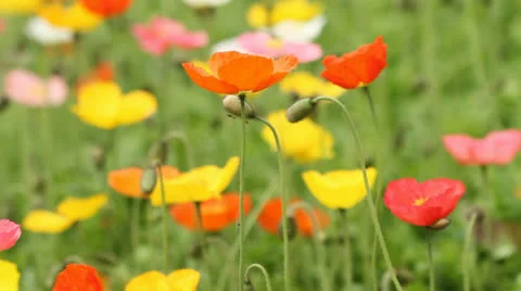 Poppy Stock Footage 27107342